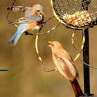 Northern cardinal & Eastern bluebird