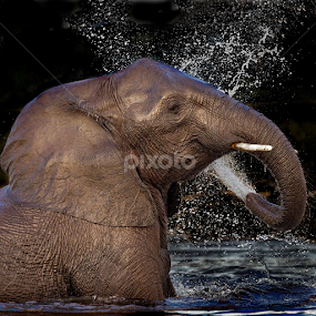 The Golden Elephant by Lourens Lee Wildlife Photography - Animals Other Mammals