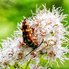 Banded Longhorn