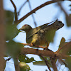 Yellow Footed Green Pigeon