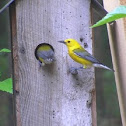 Prothonotary Warbler pair