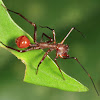 Ant-mimic Spider