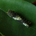 Lime Swallowtail Larva