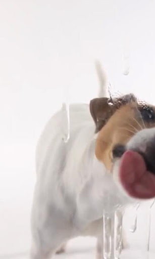 Dog Lick Screen Live wallpaper