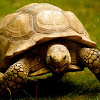 Tortoise or land turtle