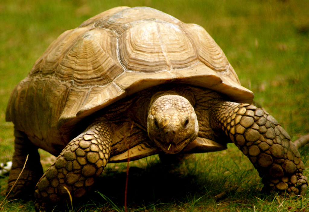 Tortoise or land turtle