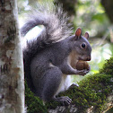 western gray squirrel