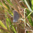 Ceranus Blue Butterfly