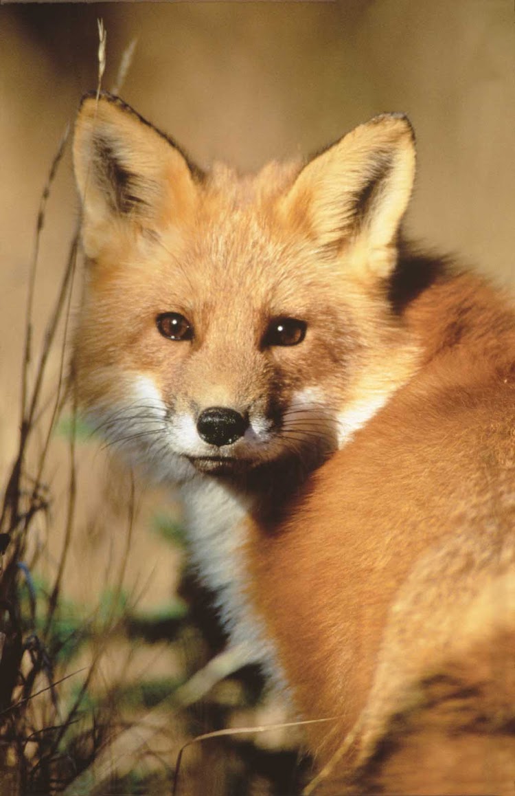 A red fox in Duplessis (Cote-Nord), Quebec, Canada.
