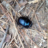 Rice beetle