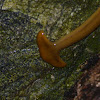 Hammerhead Worm, Broadhead Planarians,  Land Flatworm