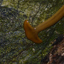 Hammerhead Worm, Broadhead Planarians,  Land Flatworm