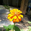 Zinnia