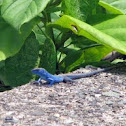 Blue lizard