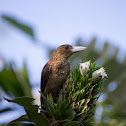 Black Butcherbird