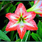 Amaryllis, Hippeastrum Cultivar