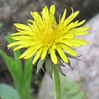 Dandelion