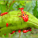 Red Cotton Bugs (Nymph)