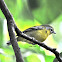 Chestnut - fronted Shrike Babbler