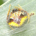 Two-spined orb weaver (imm♀)