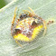 Two-spined orb weaver (imm♀)