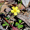 Native oxalis