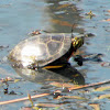 Midland Painted Turtle