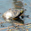 Midland Painted Turtle