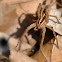 Rabid Wolf Spider