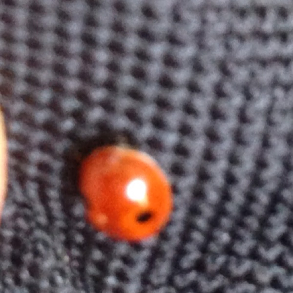 Lady Bug