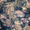 Edward's Swimming Crab