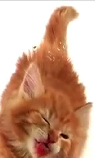 Cat Lick Screen Live wallpaper