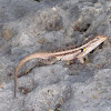 Texas Spotted Whiptail