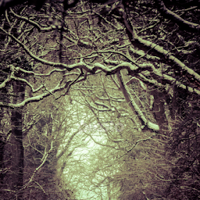 First Snow by Simon Trott - Nature Up Close Gardens & Produce