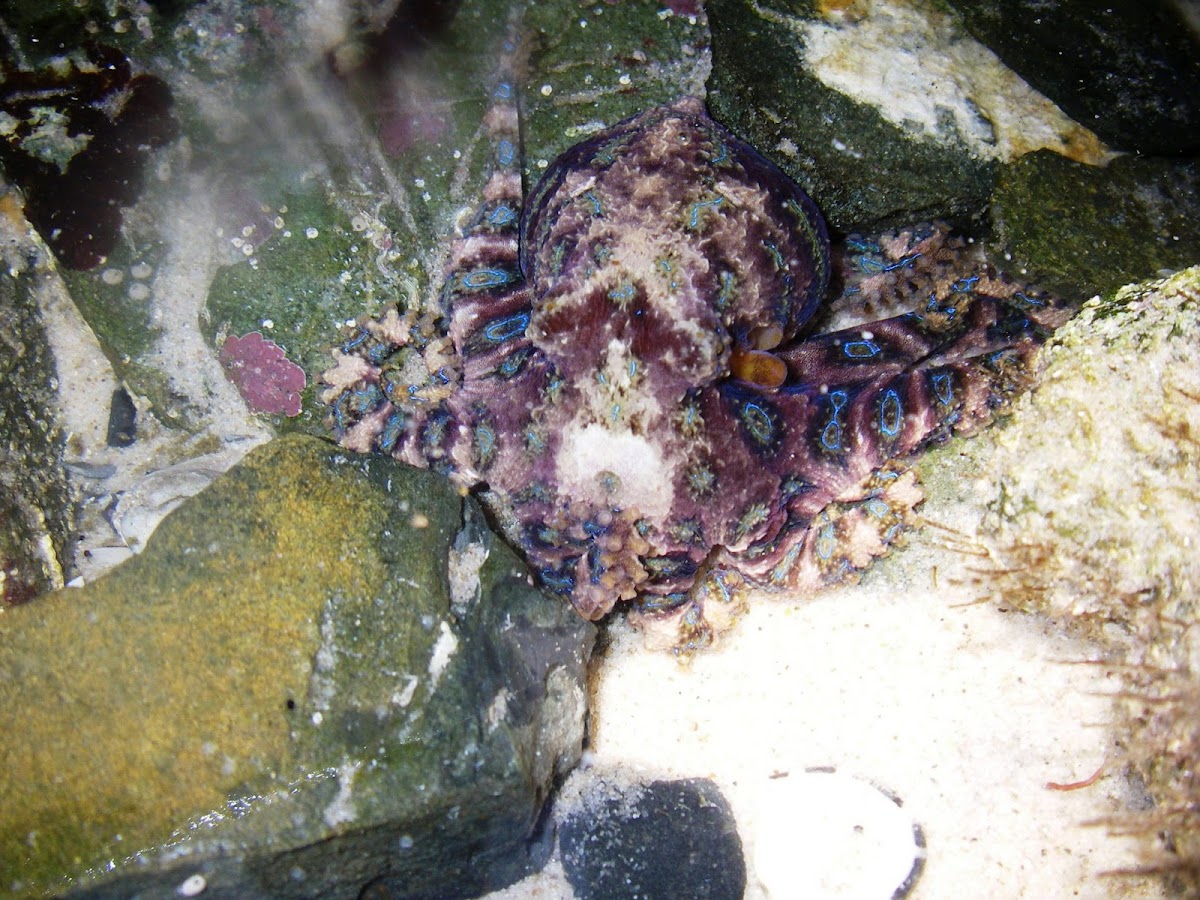 Southern Blue-ringed Octopus