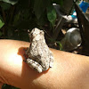 gray tree frog