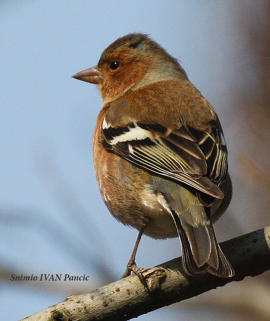 Common Chaffinch