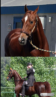 Horse Breeds: Types of Horse Screenshots 7