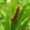 Undetermined caterpillar