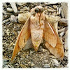 cryptic sphinx moth deceased