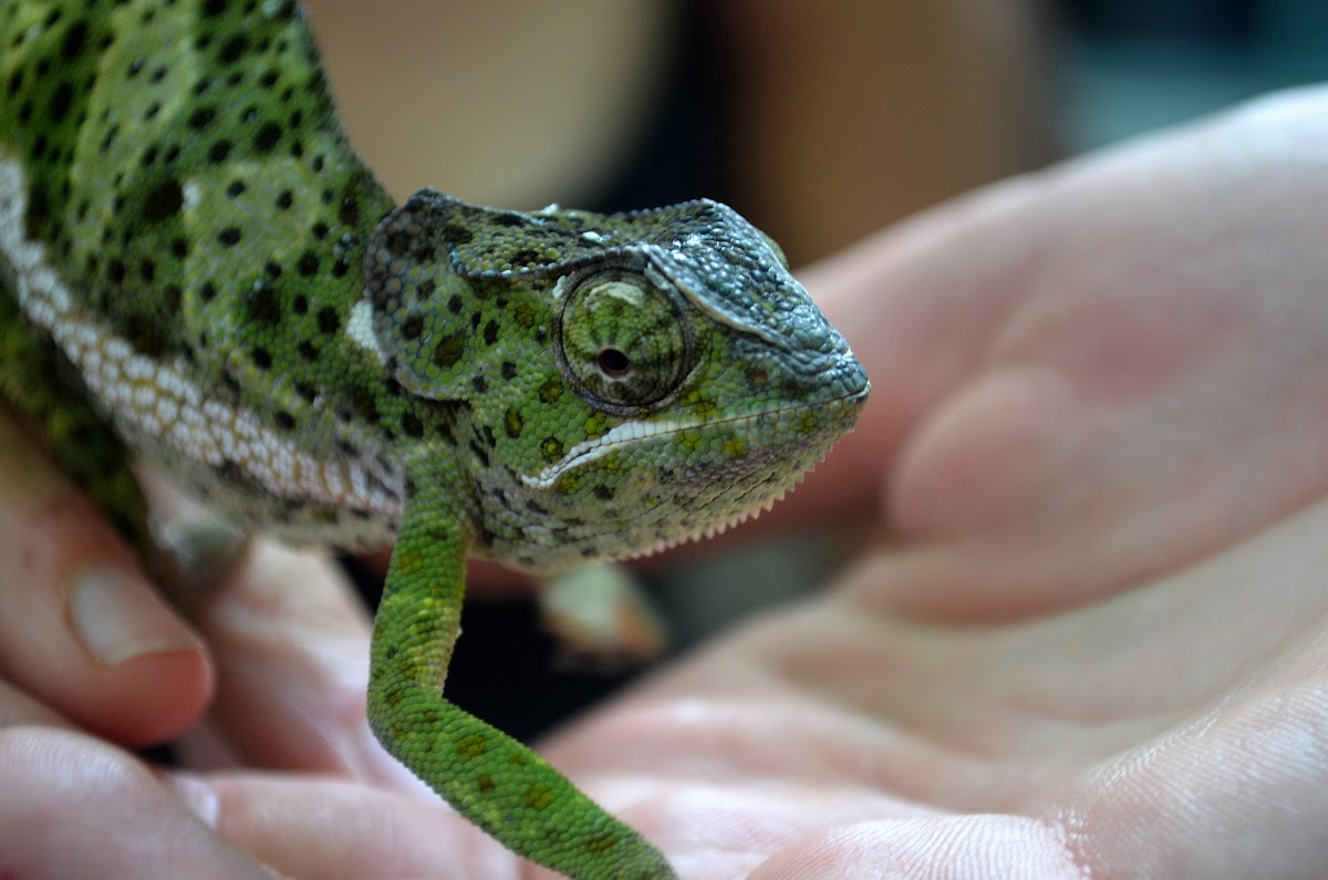 Flap-necked chameleon