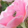 Western Spotted Cucumber Beetle on Rose
