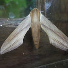 Tersa Sphinx Moth