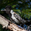 Black-crested Antshrike