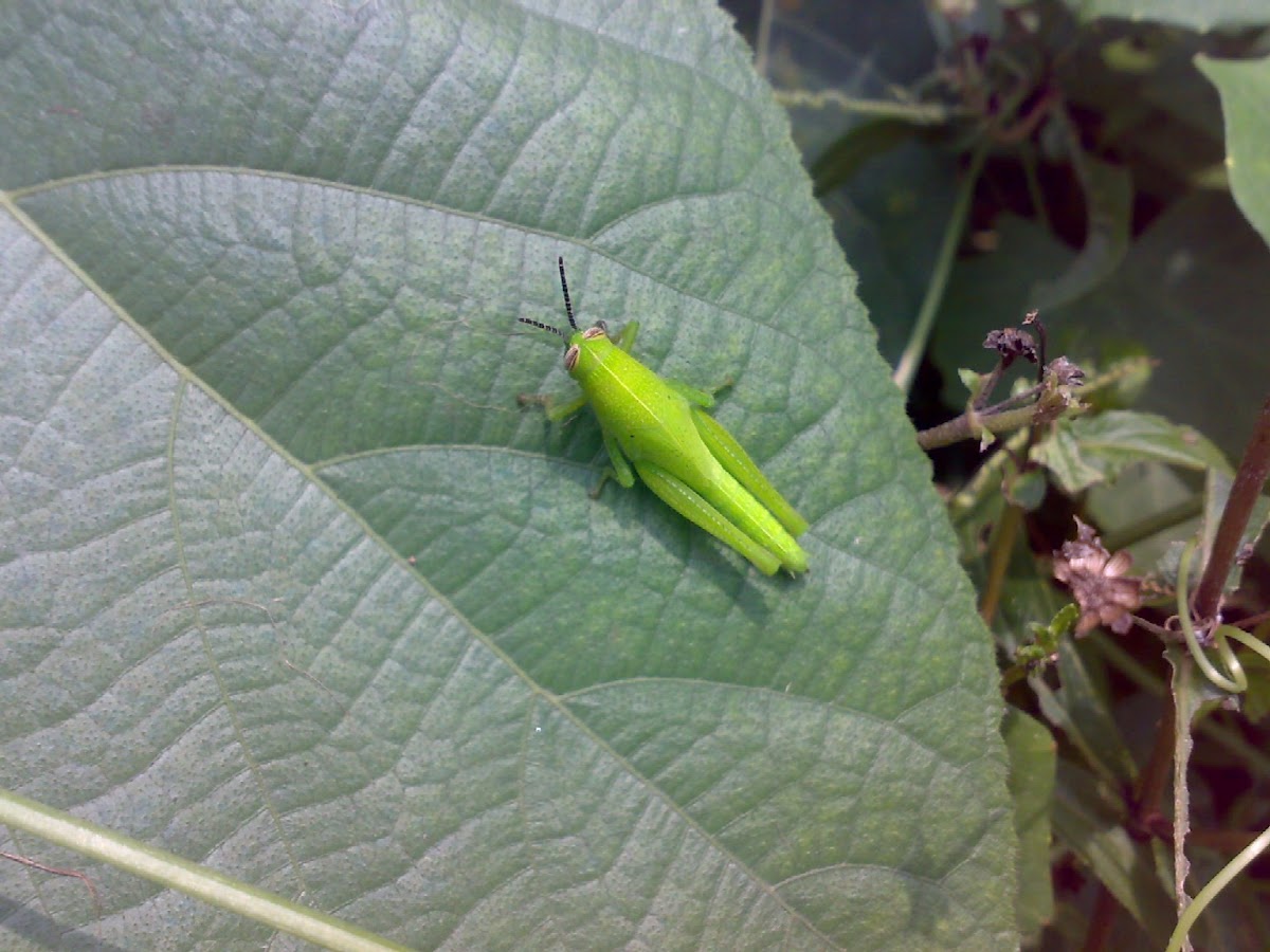 Japanese Green Grasshopper