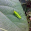 Japanese Green Grasshopper