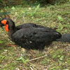 Southern Ground Hornbill