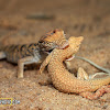 Desert Monitor eating Schmidt’s Fringe-Toed Lizard