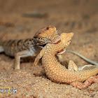 Desert Monitor eating Schmidt’s Fringe-Toed Lizard