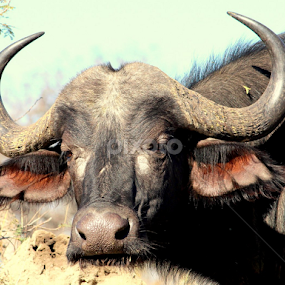 Buffalo by Fanie Jansen van Vuuren - Animals Other